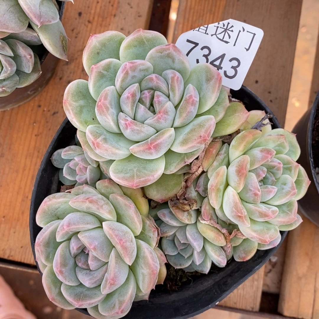 简***福不包整散掉头7343~12厘米