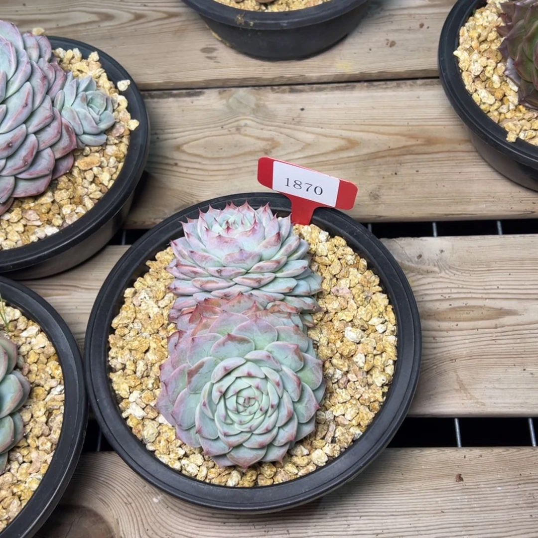 要****?1870不包整 肉多哦多么