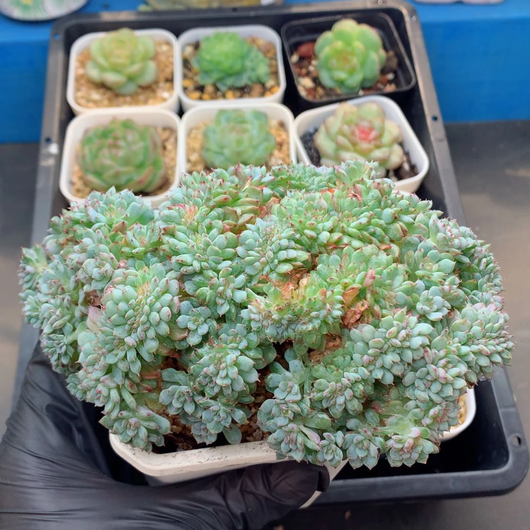 58包邮  群生不包整白胖子缀68