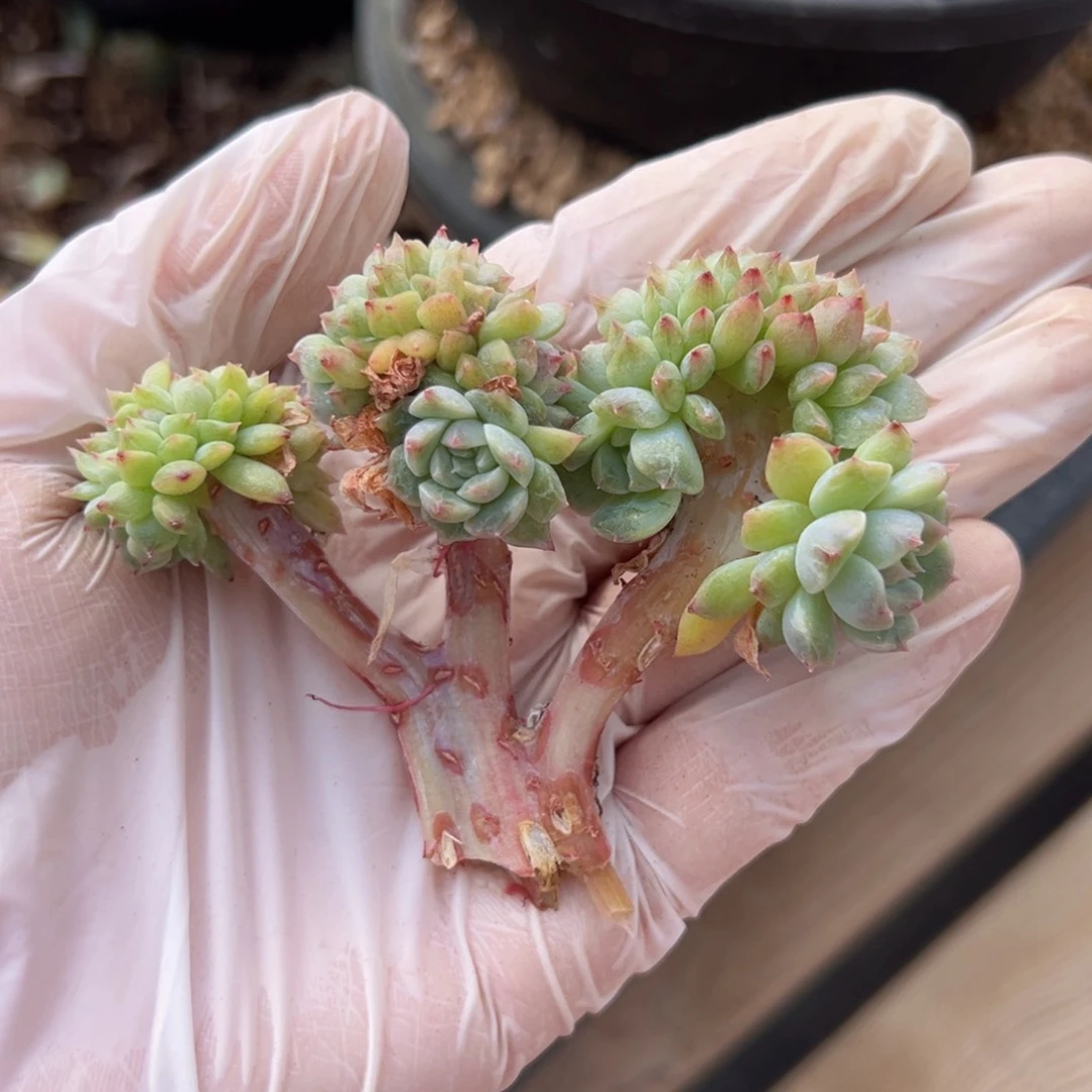 新年快乐 新年快乐 新年快乐