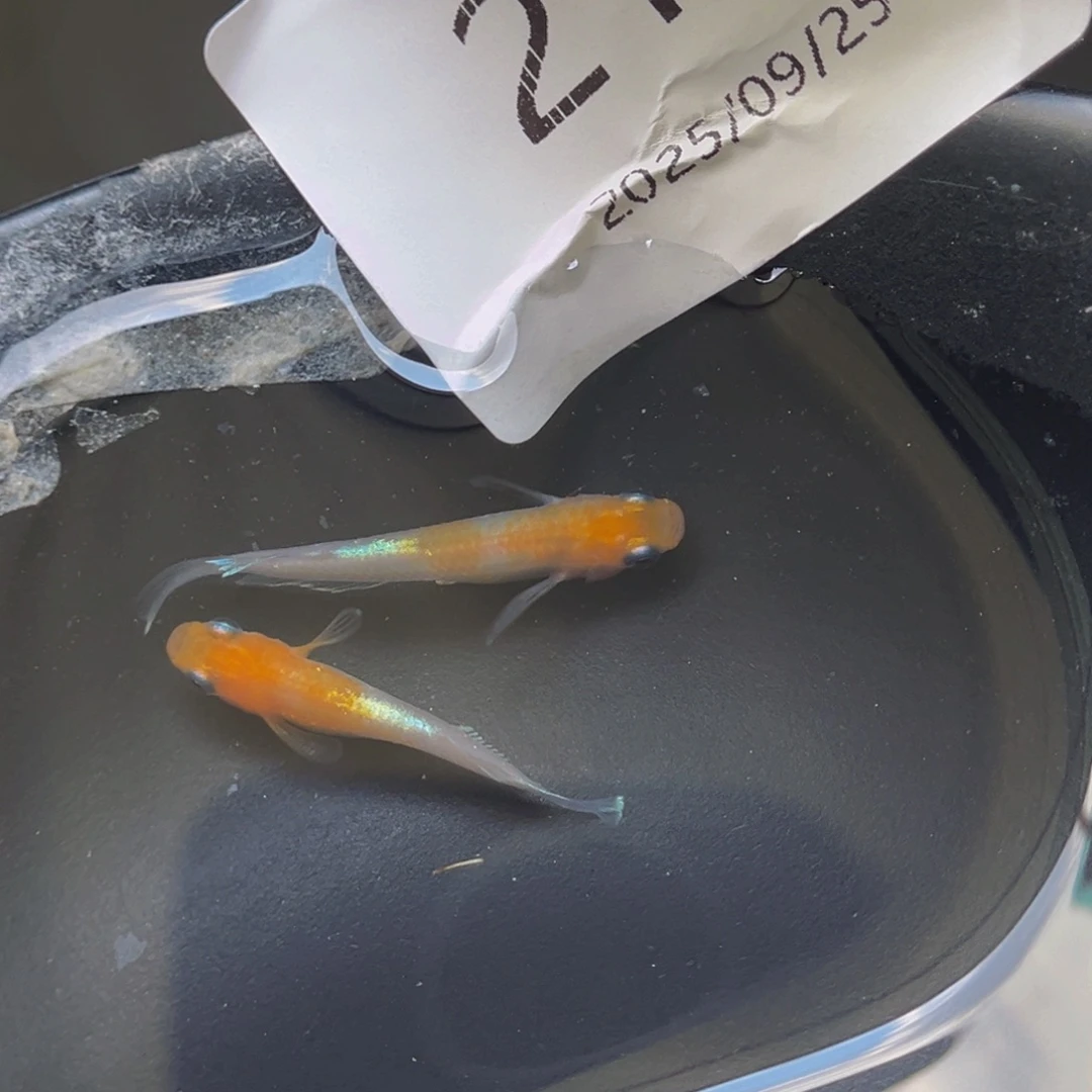 青鳉210赤壁红白一对