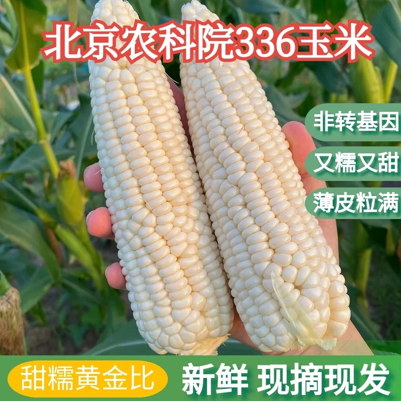 【*农科糯336甜糯鲜玉米】新鲜现摘甜糯鲜玉米甜糯香甜100g