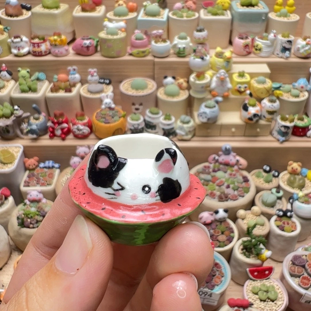 ˗***要多肉植物140号种鸽子蛋