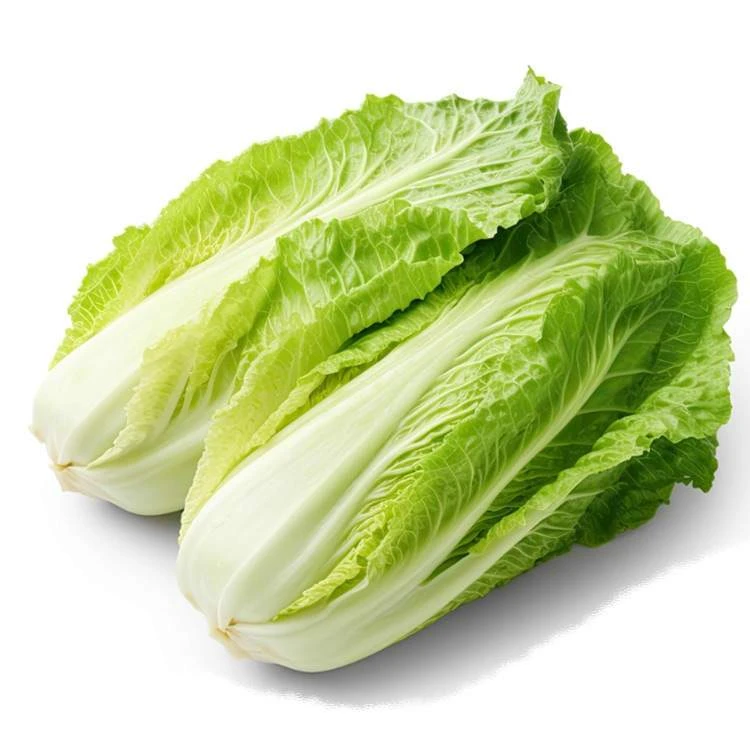 水白菜 约680-750g