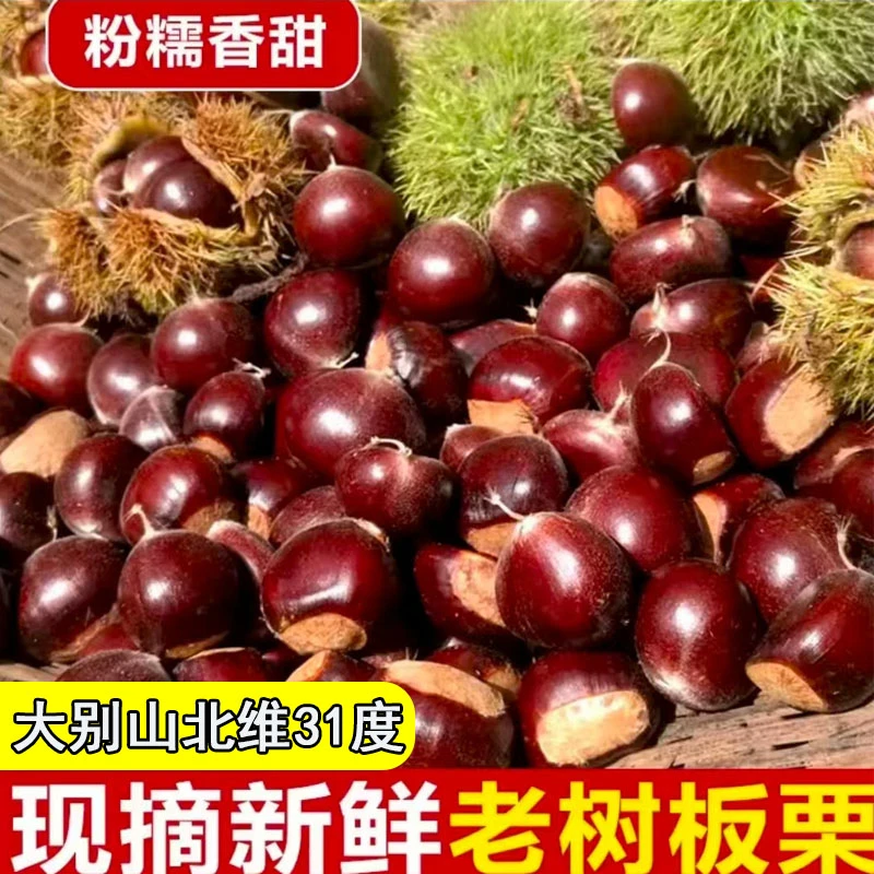 大别山北纬31度新鲜板栗现摘现发手工选果5斤（星球)