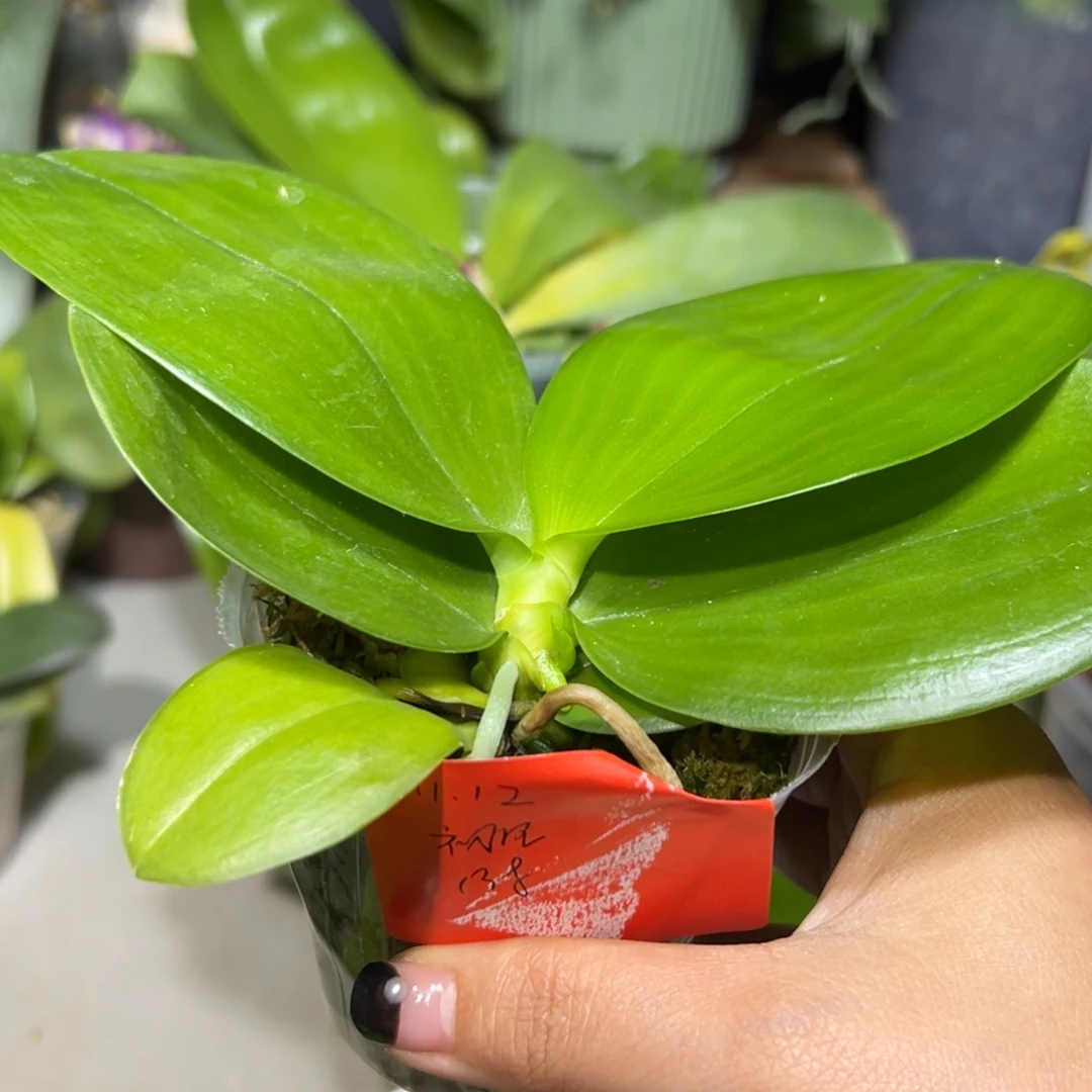 初****当前无花栽培后可以开花