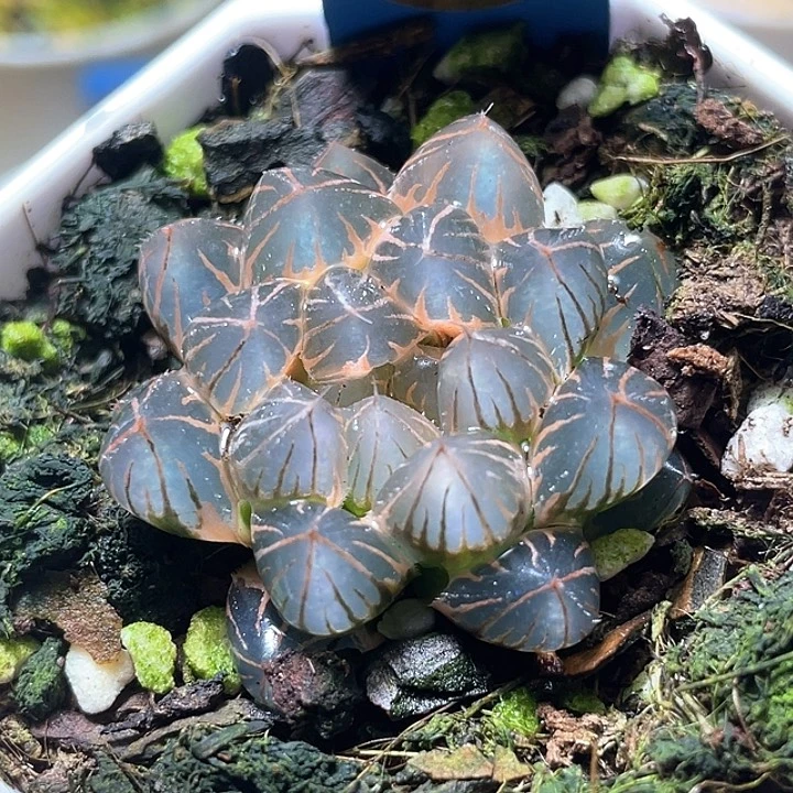 596糊斑霓虹灯锦特选福利