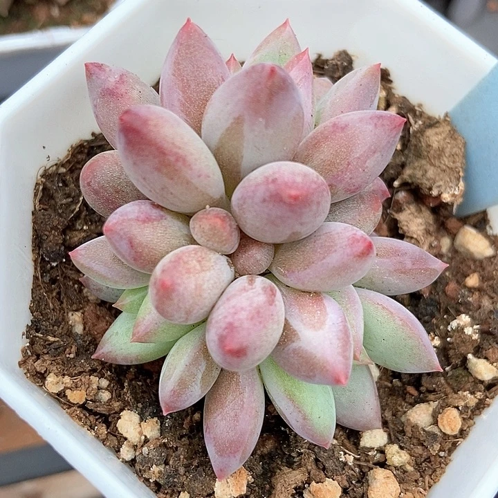 多肉植物金鱼姬6058多肉