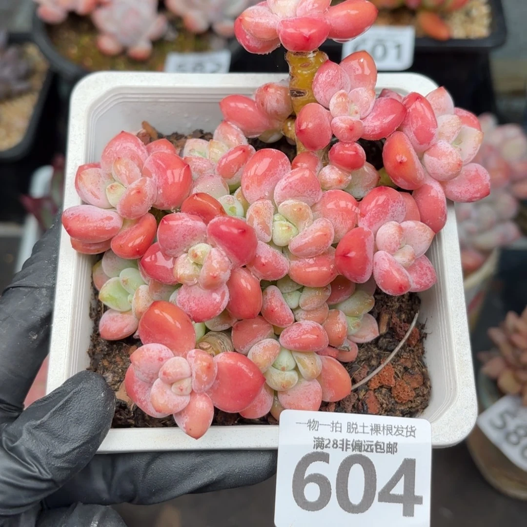 红象牙无盆土发货