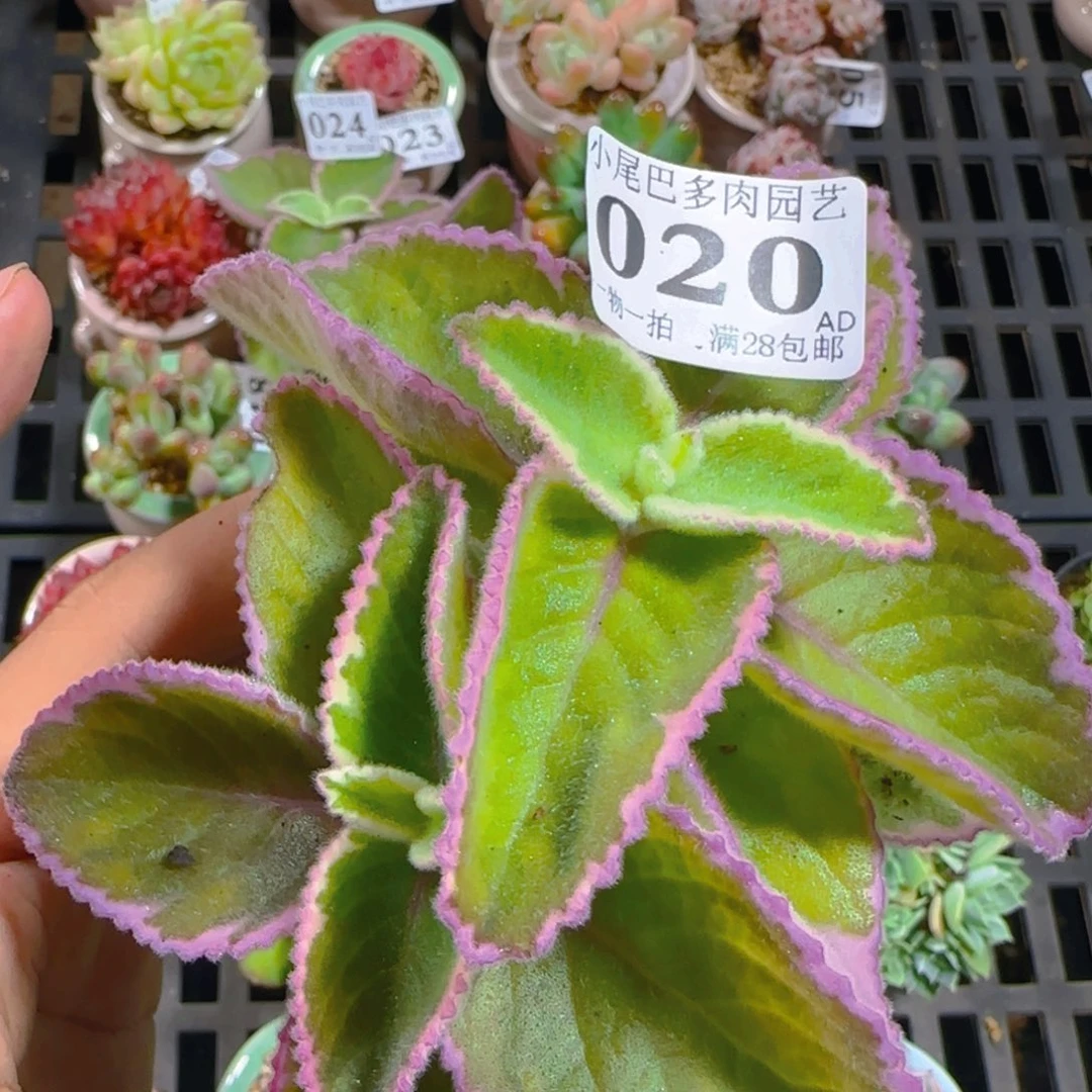 AD小尾巴5CM迷你拇指盆栽精控多肉020同款