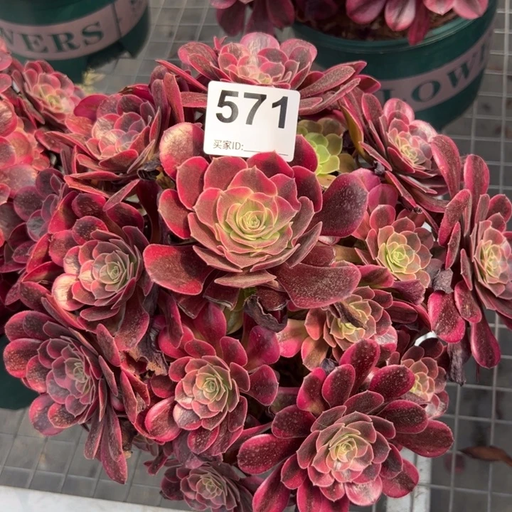 571凤冠25厘米半木质