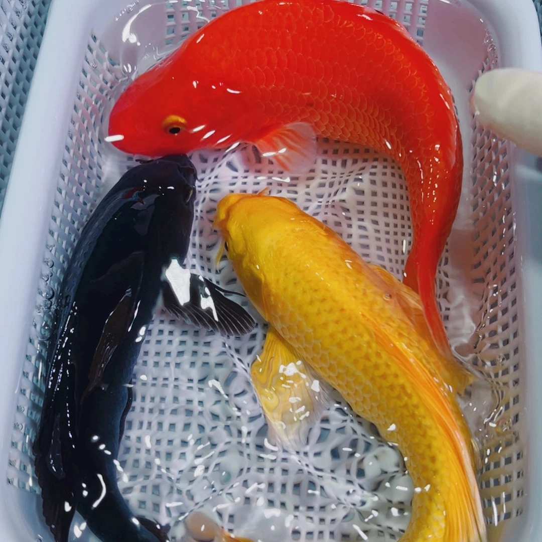 锦鲤锦鲤冷水鱼观赏