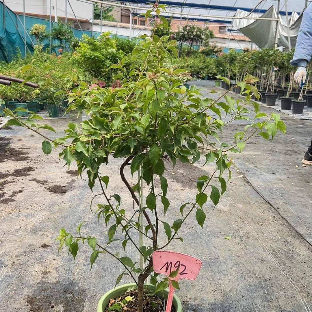 庆****当前无花栽培后可以开花M92酒红桑巴