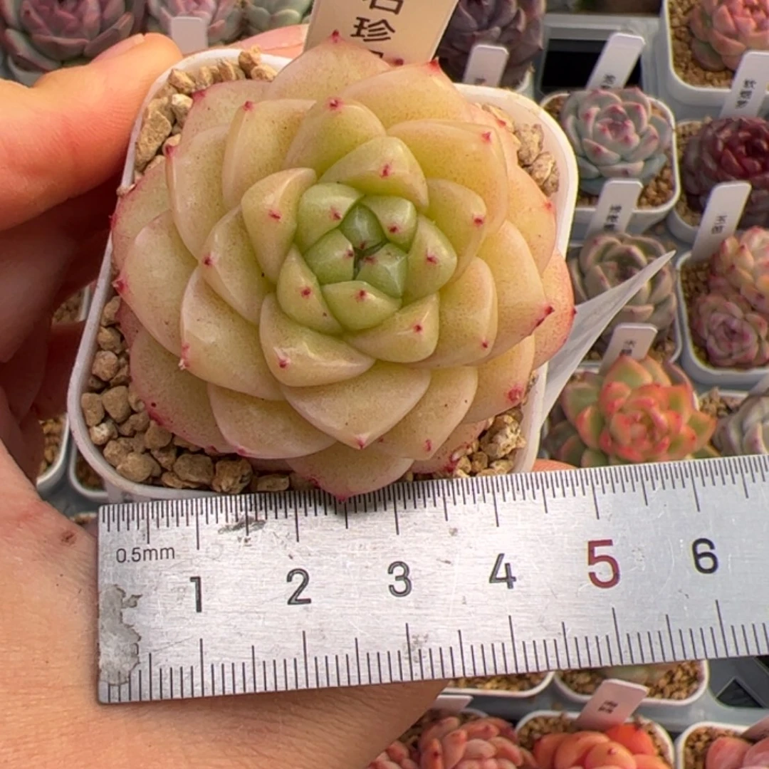 *‍****080 多肉植物组合