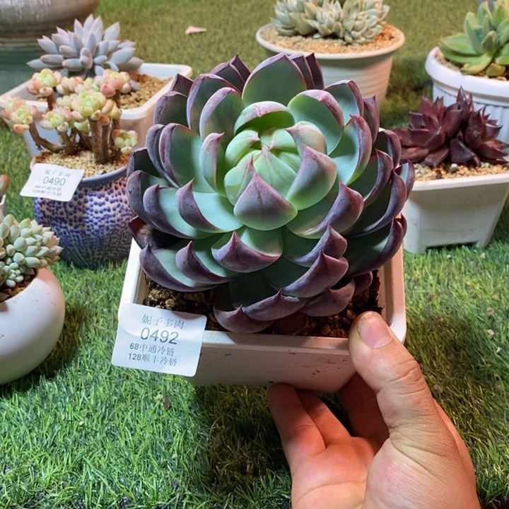 0492啊啊啊啊啊啊啊啊啊