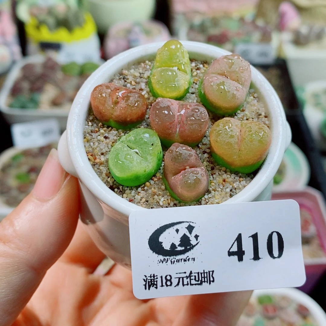 生石花花花花花410