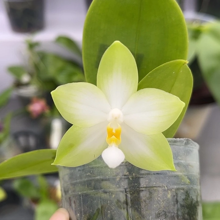 全部花苞2.5寸杯BKH2201