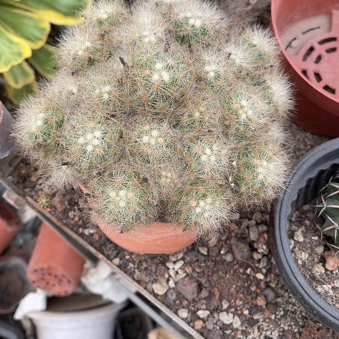 一***莲仙人球实生芳香丸