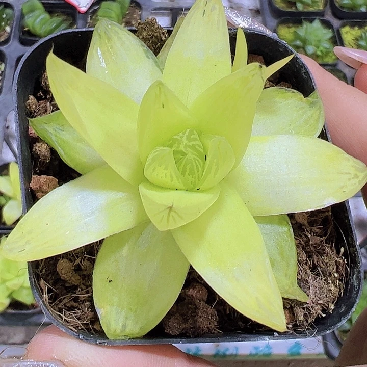 黄金雨露19包邮多肉植物
