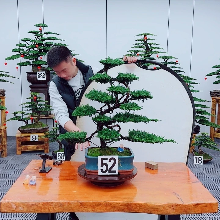 松树盆景一物一拍