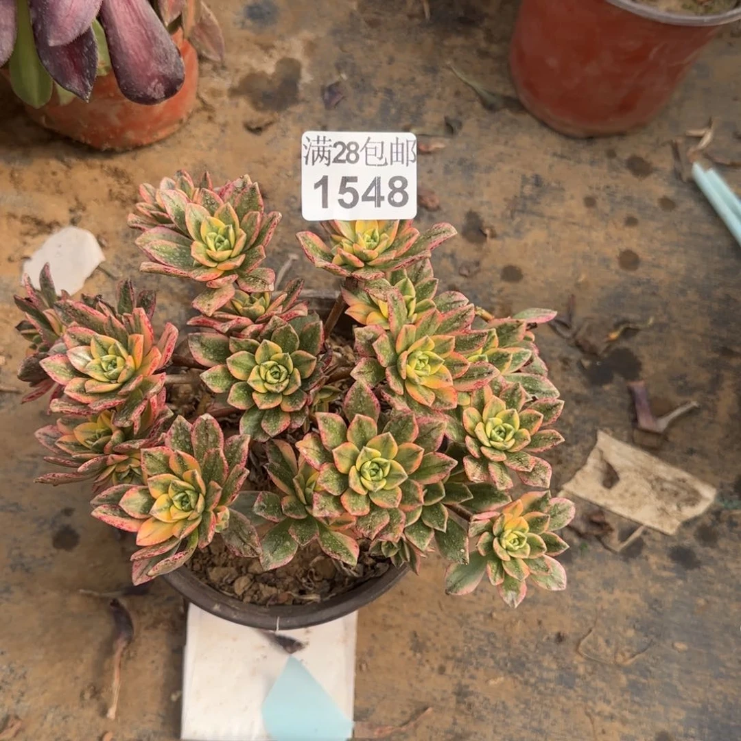 甜茶多肉1548满28包邮断枝不包