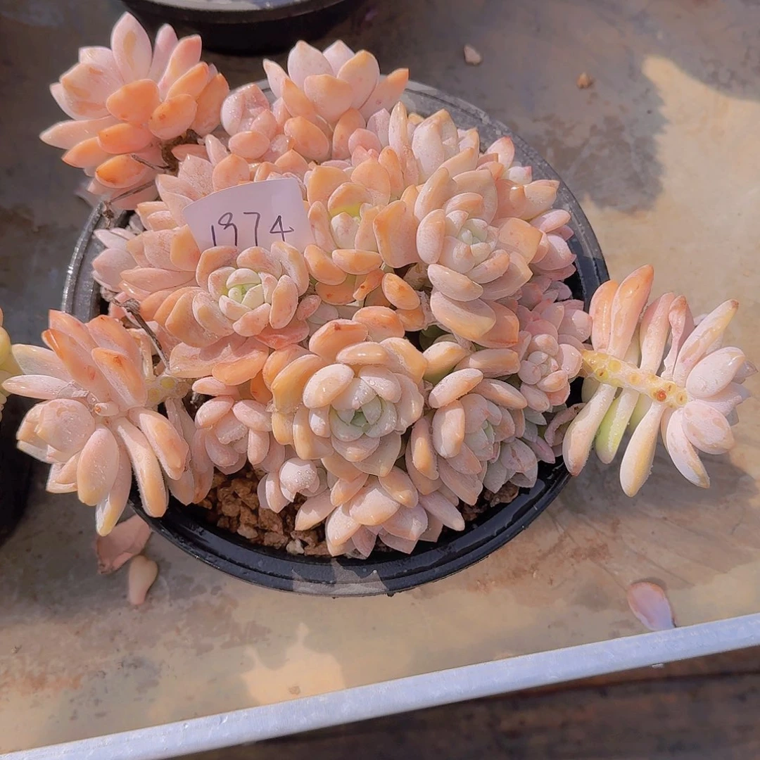 静**慧1974露凝香多肉植物