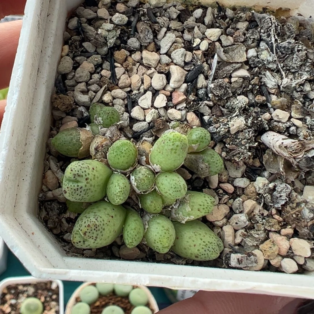 723草莓斑马带盆土发货
