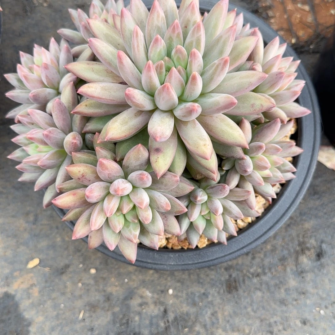 红蜻蜓多肉植物多肉