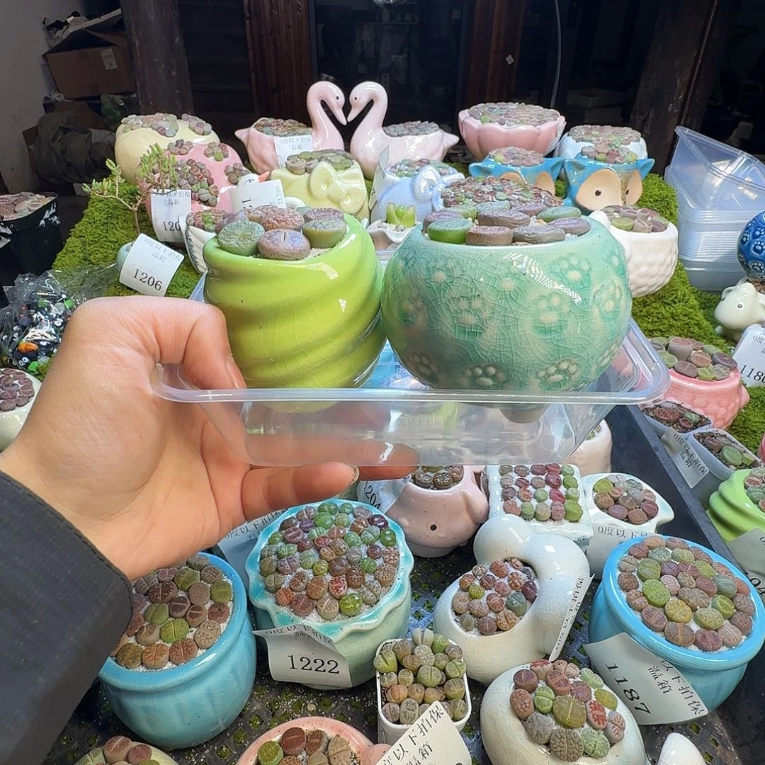 多肉植物的生长发育1231