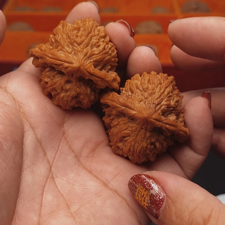 核桃百花山39尺核桃
