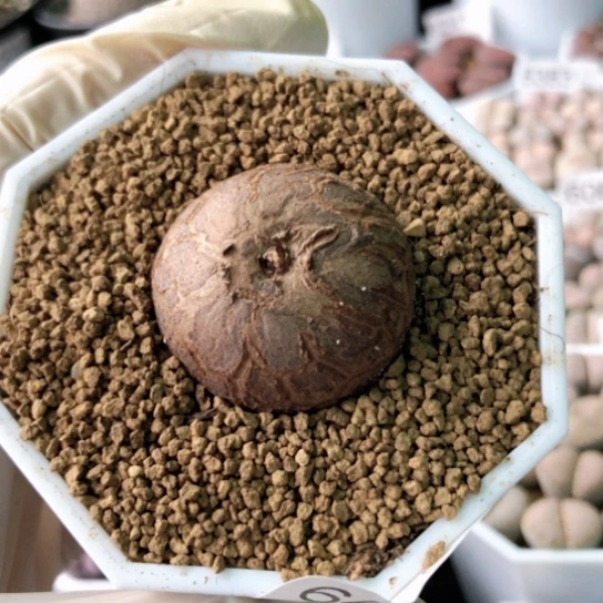 6412，南非龟甲龙3厘米