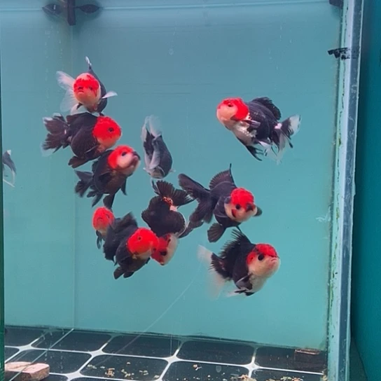 金鱼玛丽公鱼，对版销售