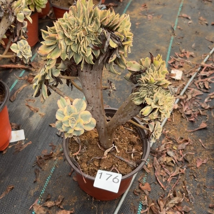 灿烂缀多肉植物不包损176会氧化发黑