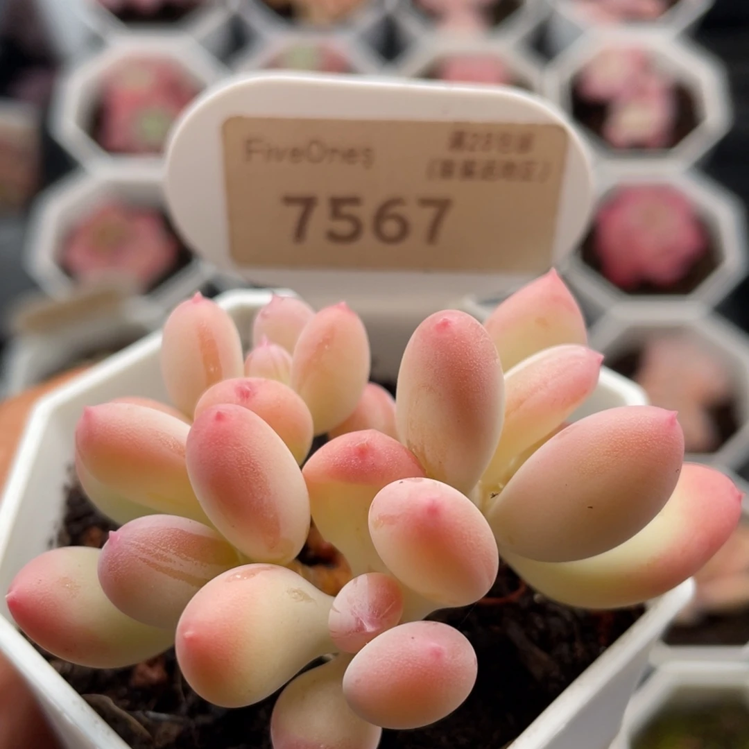 萍果奶7567-6.0厘米