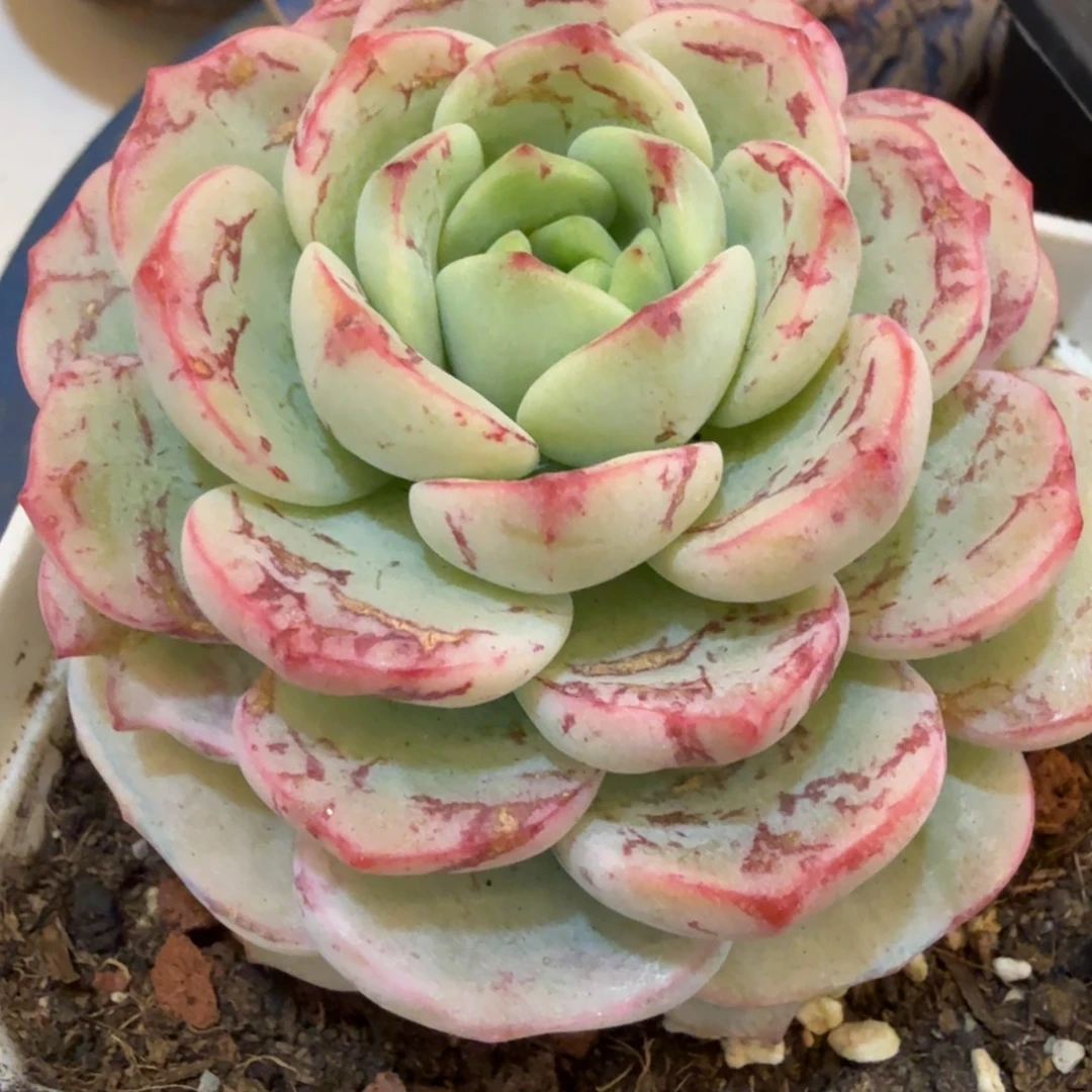 香草 安吉园艺锦锦
