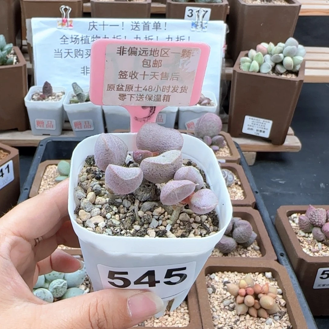 545黛安娜多肉植物