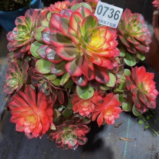 敬***雪黑膜锦，073666666666666