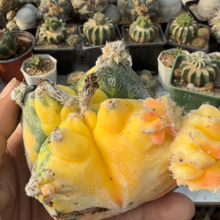 鸾凤玉金仙人球开花嫁接