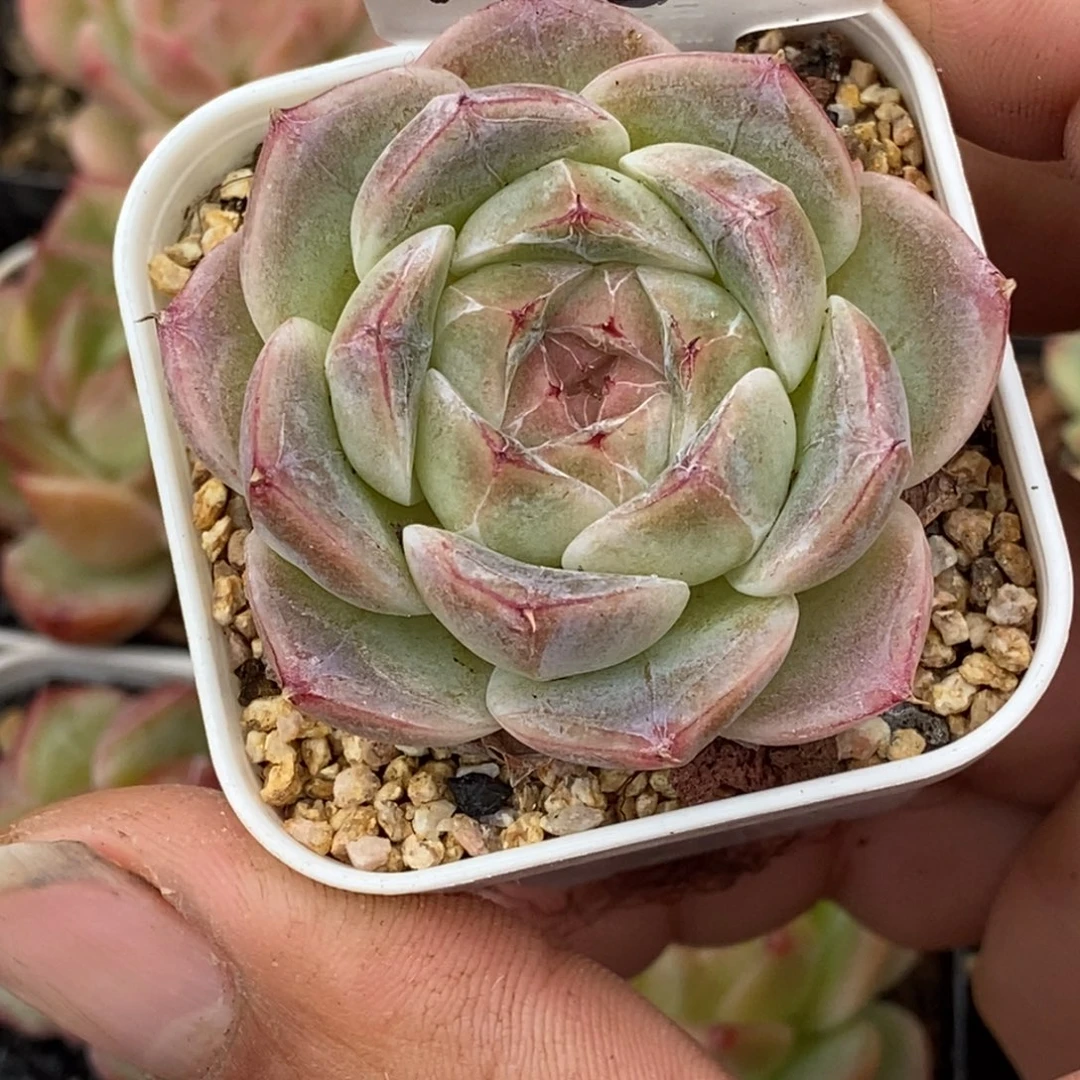 天官赐福百无禁忌