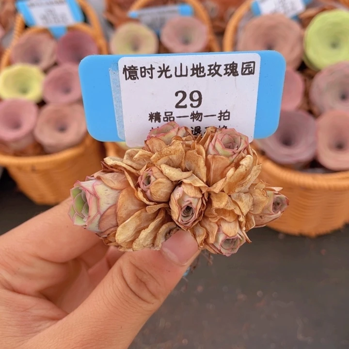 山地玫瑰29裸根发货不售后