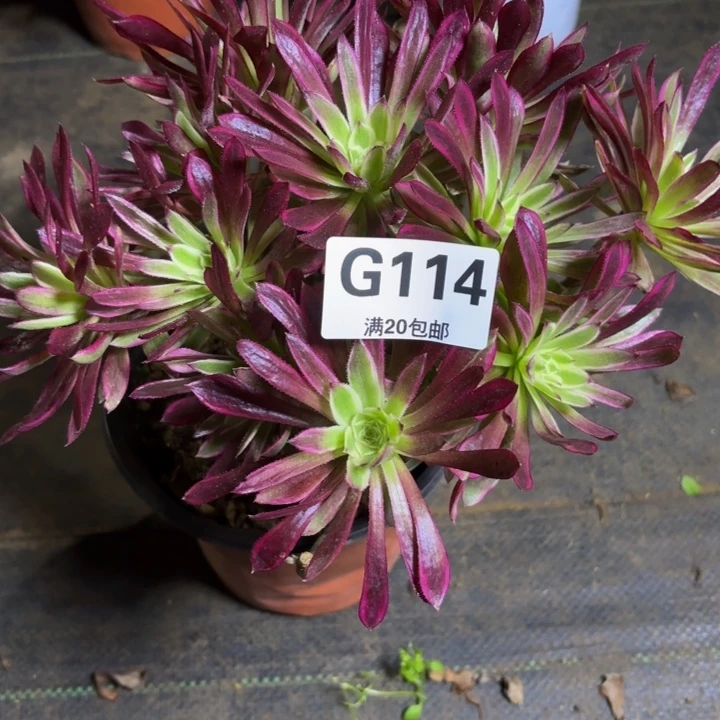 瑞妈，，，，。，114荧光仙墨，有断