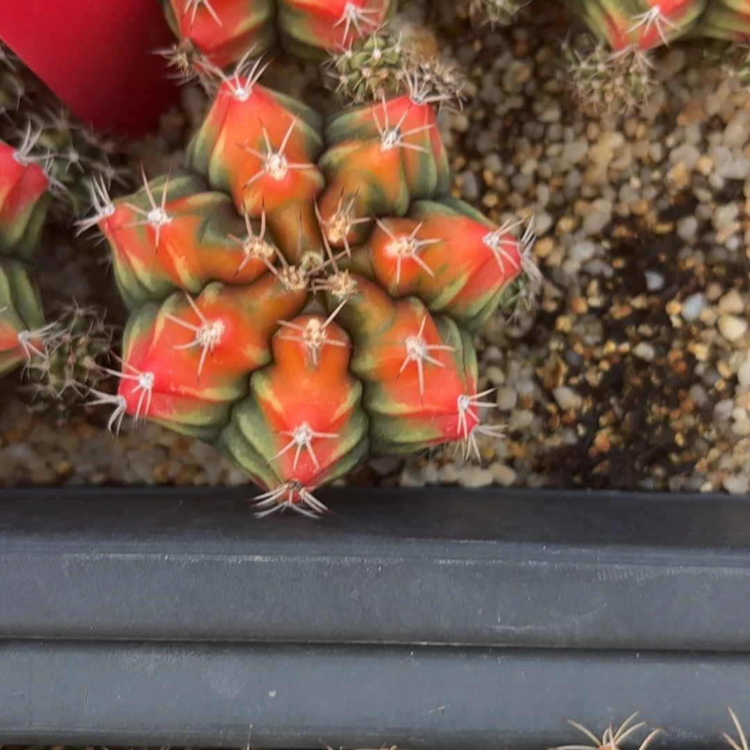 L545-0104泰国发货 山姆