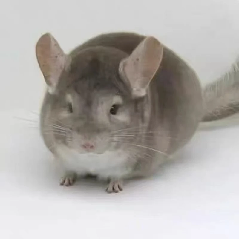 龙猫米色专拍包邮