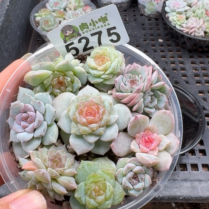 多肉植物多肉植物