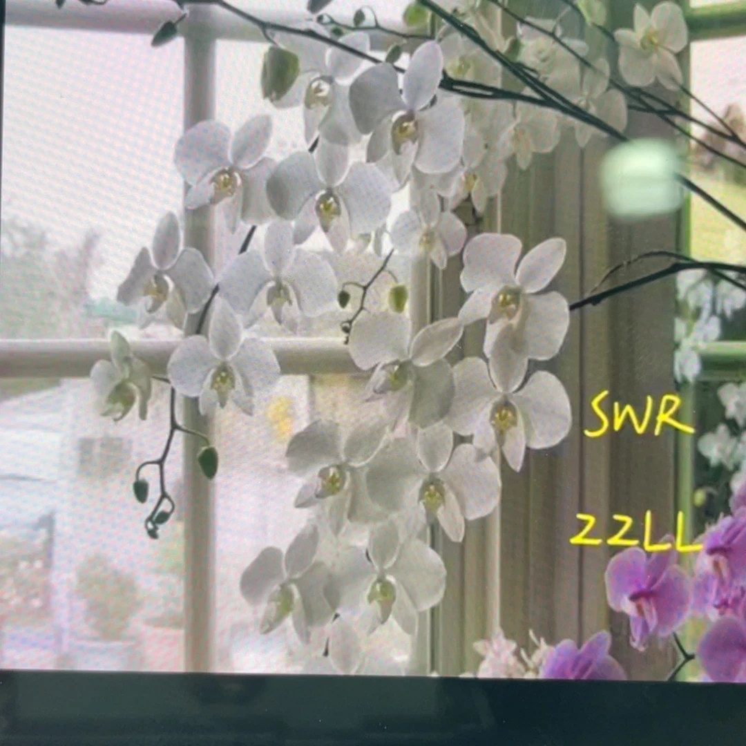 当前无花栽培后可以开花22LL，新几内亚阿嬷，2.5杯苗