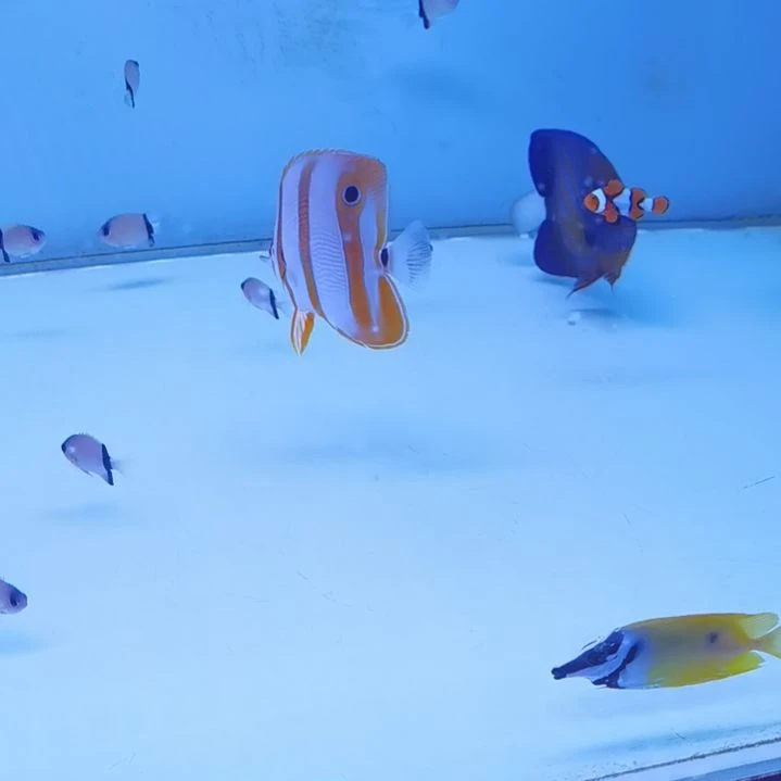 7+三间火箭海水鱼一条