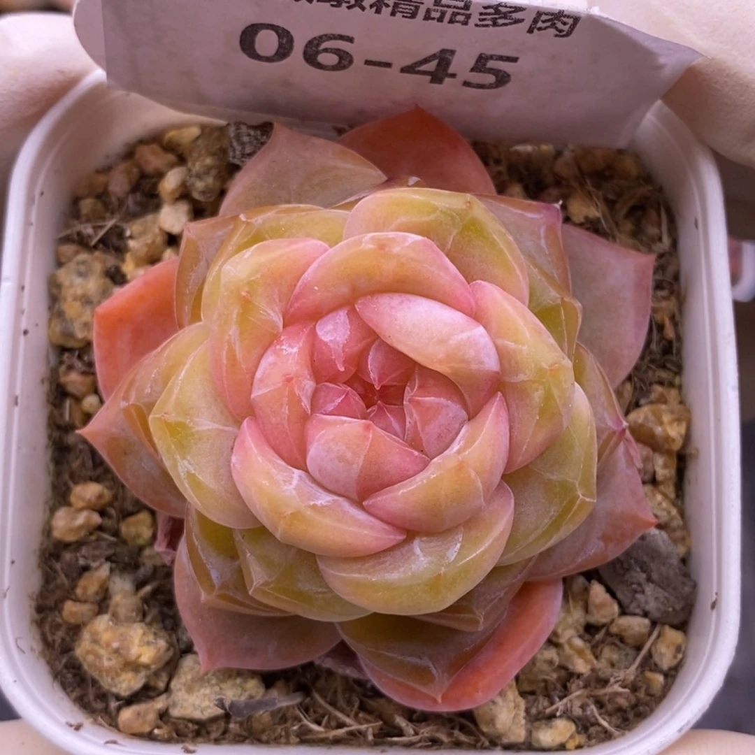 【闪购商品】06-45