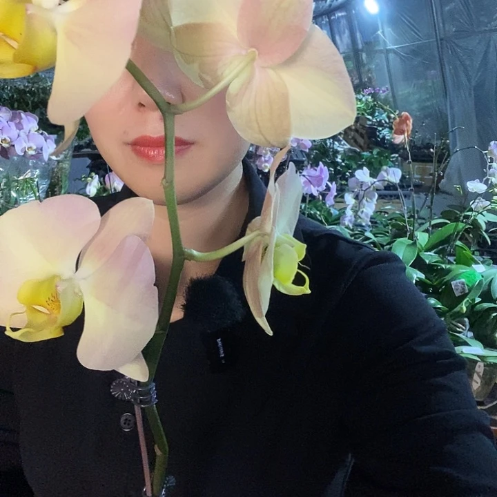 无花朵金波碧玉蝴蝶兰