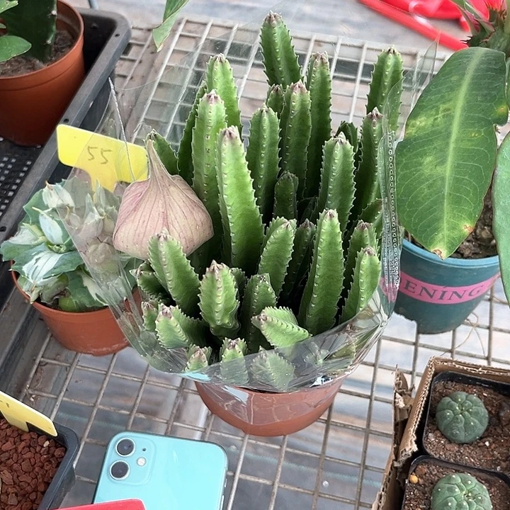 我也不知道我为什么要这样对