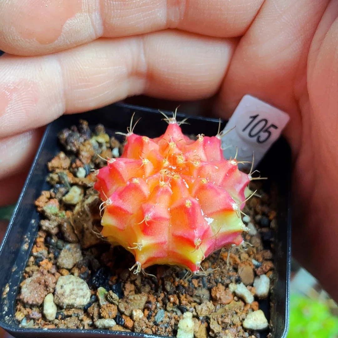 非偏远地区满25包邮仙人球裸根